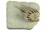 Fossil Crinoid (Macrocrinus) - Crawfordsville, Indiana #344767-1